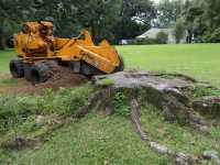 Broadhead & Son Stump Grinding