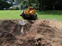 Broadhead & Son Stump Grinding