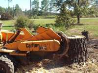 Broadhead & Son Stump Grinding